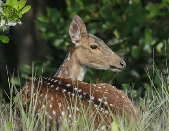 Sundarban Tour 1 Night 2 Days